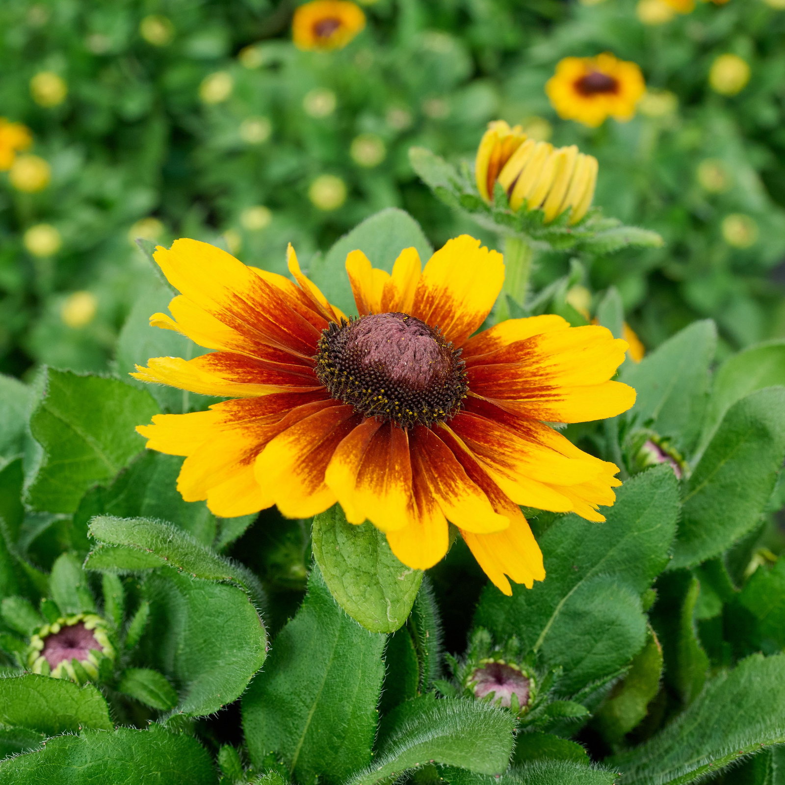 Rauer Sonnenhut Happy SmileyZ - Rudbeckia hirta Happy SmileyZ gnstig kaufen