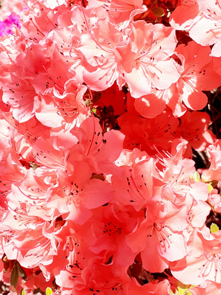 Japanische Azalee Geisha Orange - Rhododendron obtusum Geisha Orange  gnstig kaufen