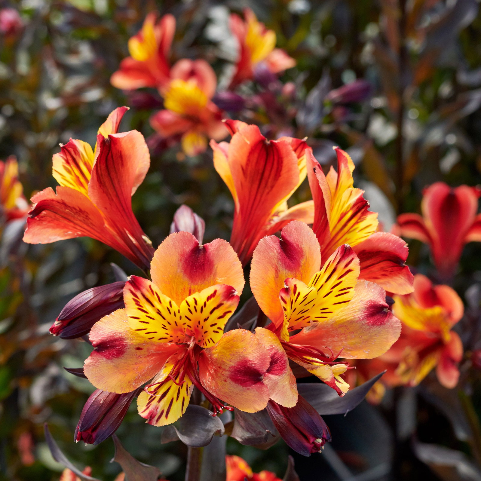 Inkalilie Indian Summer® Alstroemeria cultorum Indian Summer® günstig