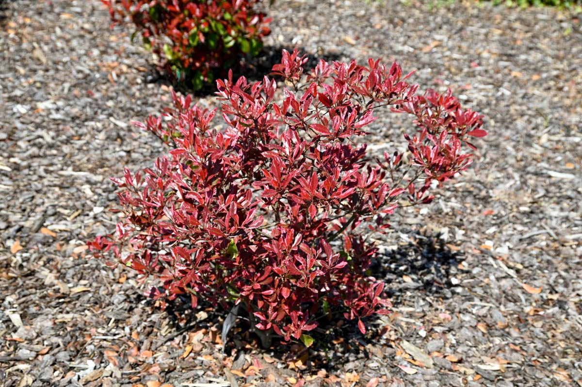 Glanzmispel Louise - Photinia fraseri Louise gnstig kaufen