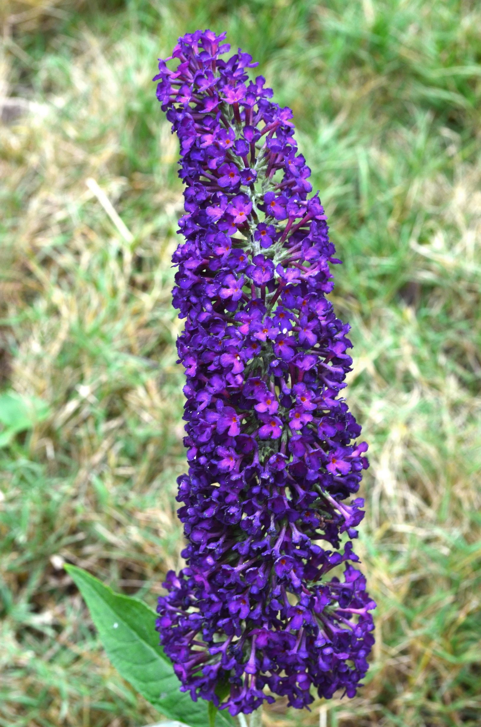 Schmetterlingsflieder Groovy Grape - Buddleja davidii Groovy Grape gnstig  kaufen