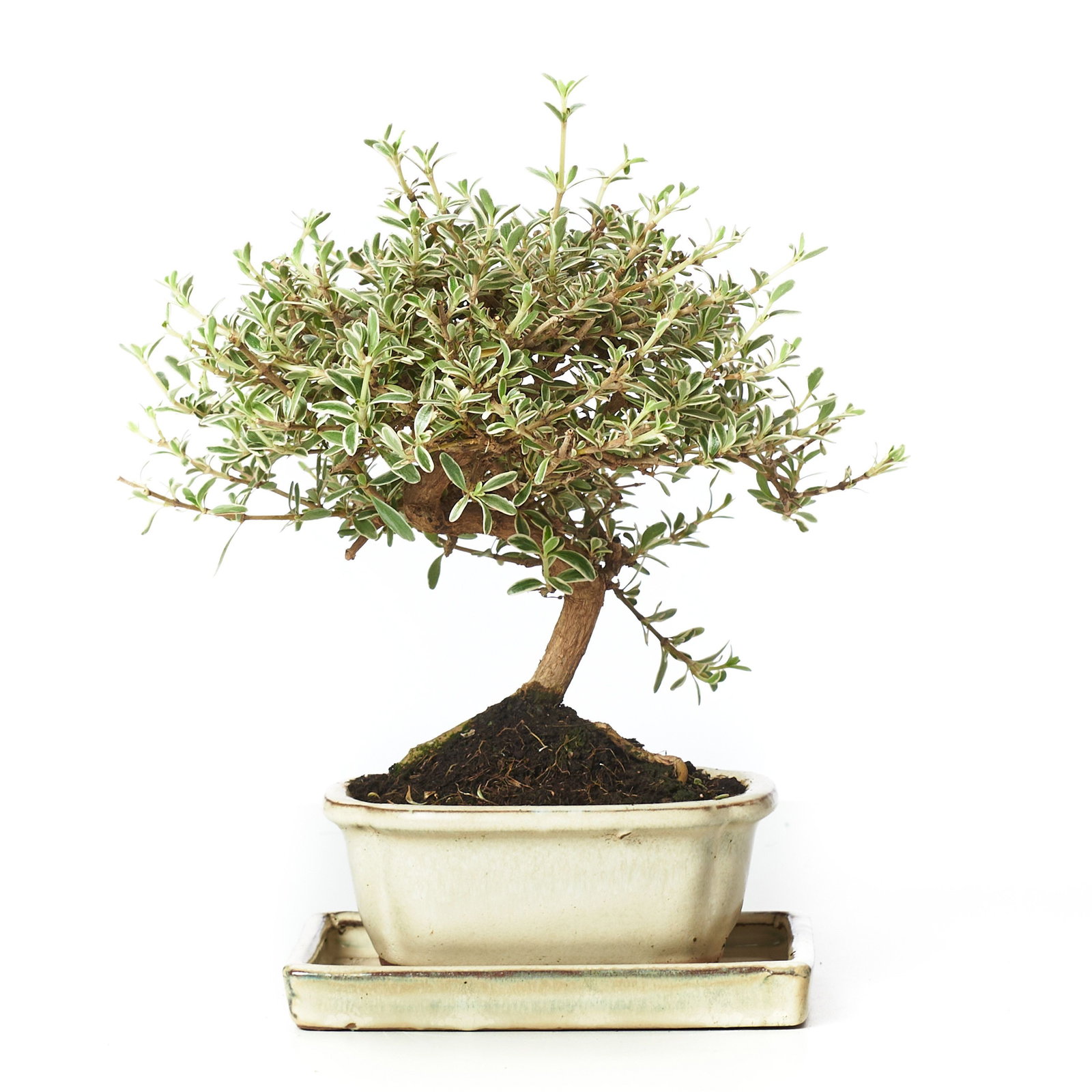 Koprosma Bonsai - Coprosma sp. Variegata Bonsai 7 Jahre gnstig kaufen