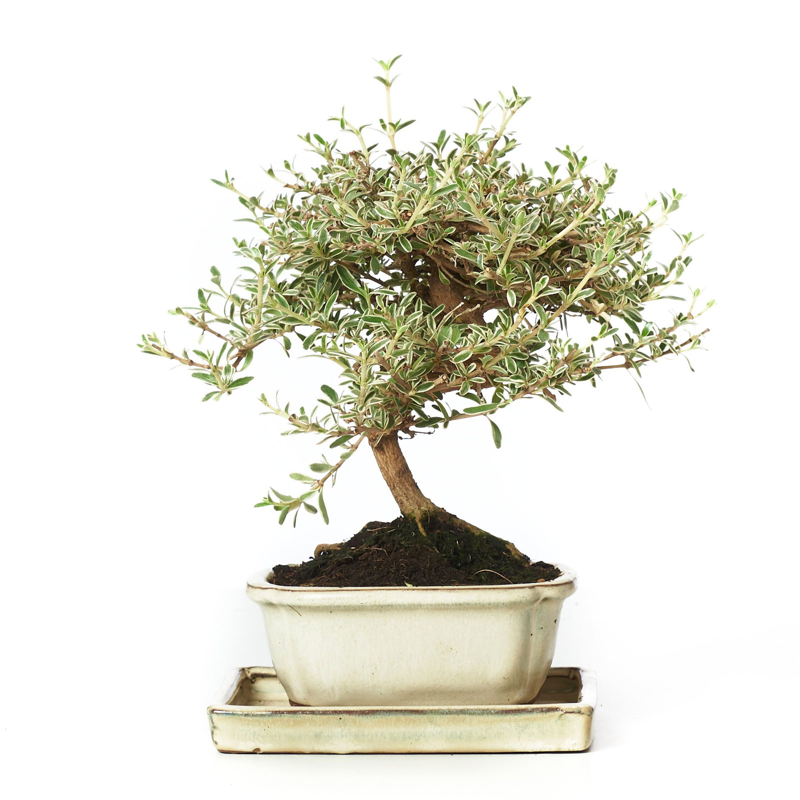 carmona bonsai tree care Carmona Bonsai (mini) – Avalon main image 1