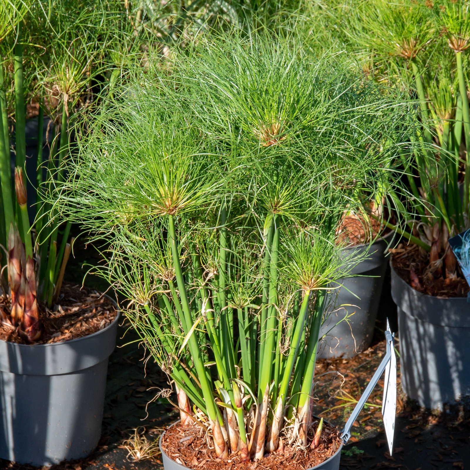 Echter Papyrus Nofretete - Cyperus papyrus Nofretete gnstig kaufen