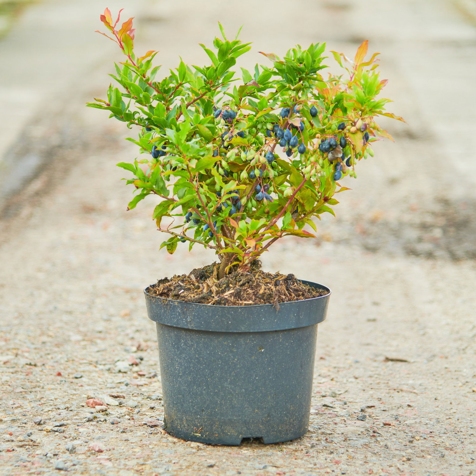 purchase jasmine plant Star Jasmine - 1 Gallon / 4-Pack main image 1