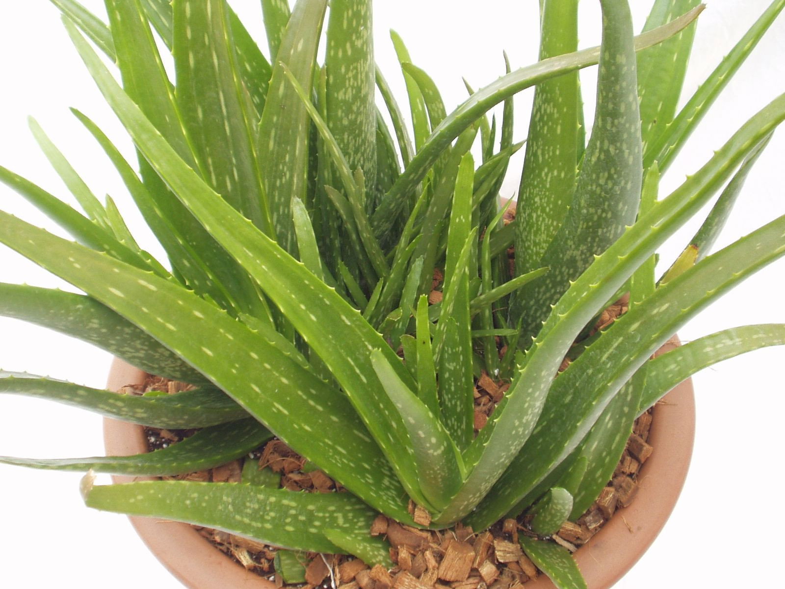 aloe vera lotion for face Aloe All Over® Best Moisturizing Lotion for Dry Skin - 8oz Tube