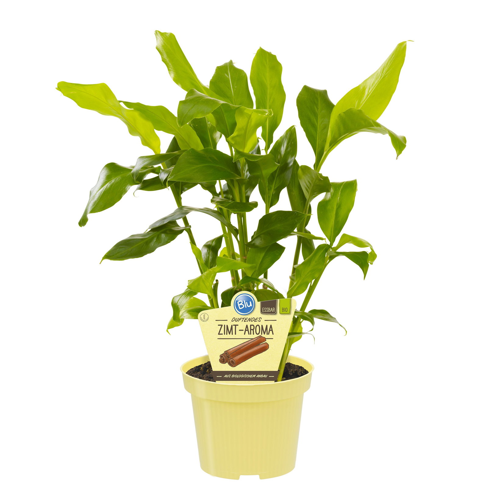 Bio Zimt-Aroma (Grner Kardamom) - Blu Elettaria cardamomum gnstig kaufen