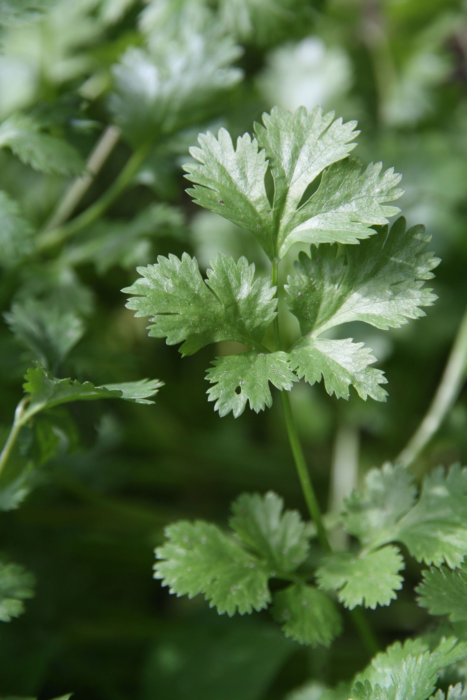 Bio Koriander Blu Coriandrum sativum günstig kaufen