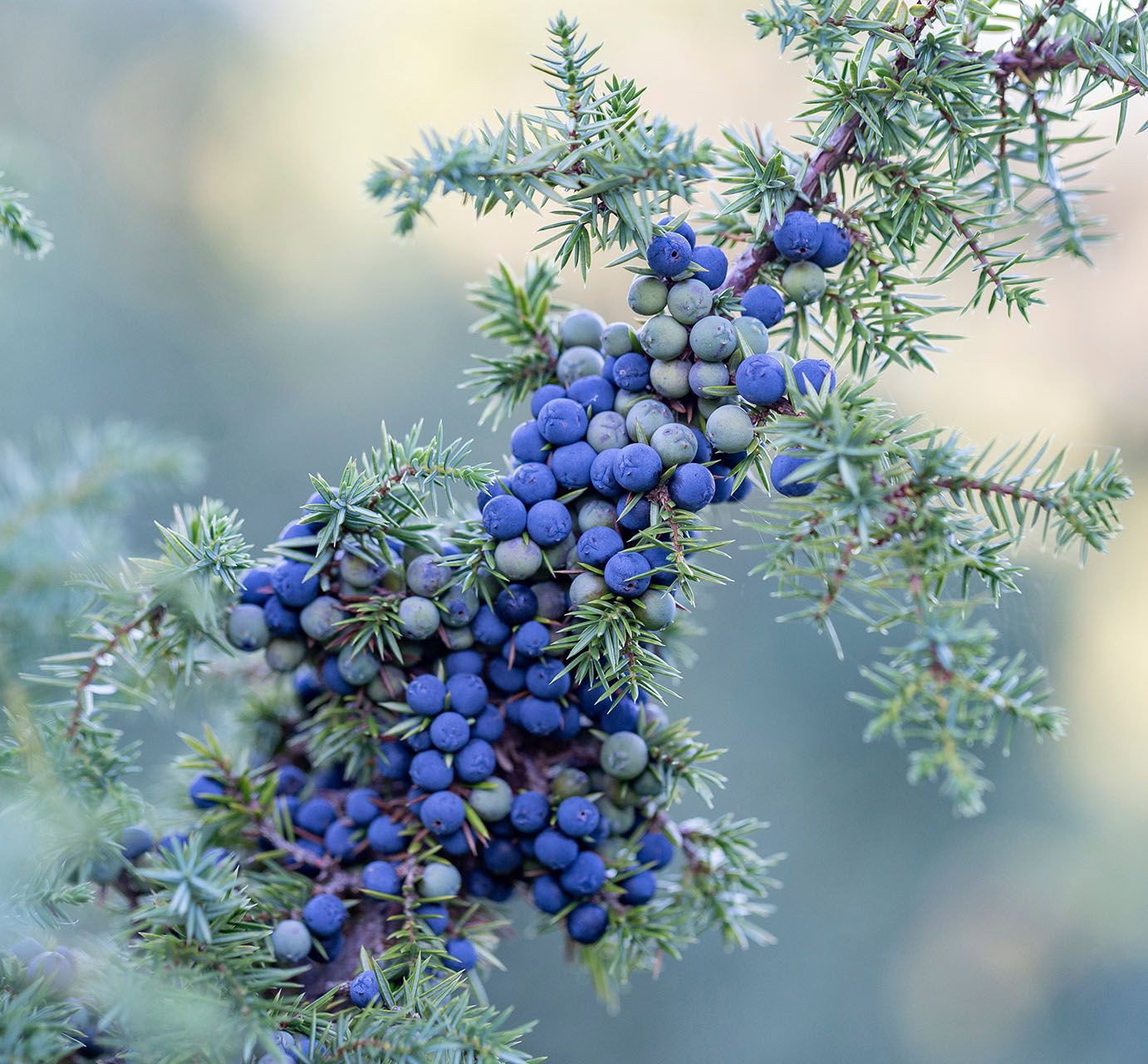 Bio Grill-Wacholder - Blu Juniperus communis Meyer gnstig kaufen