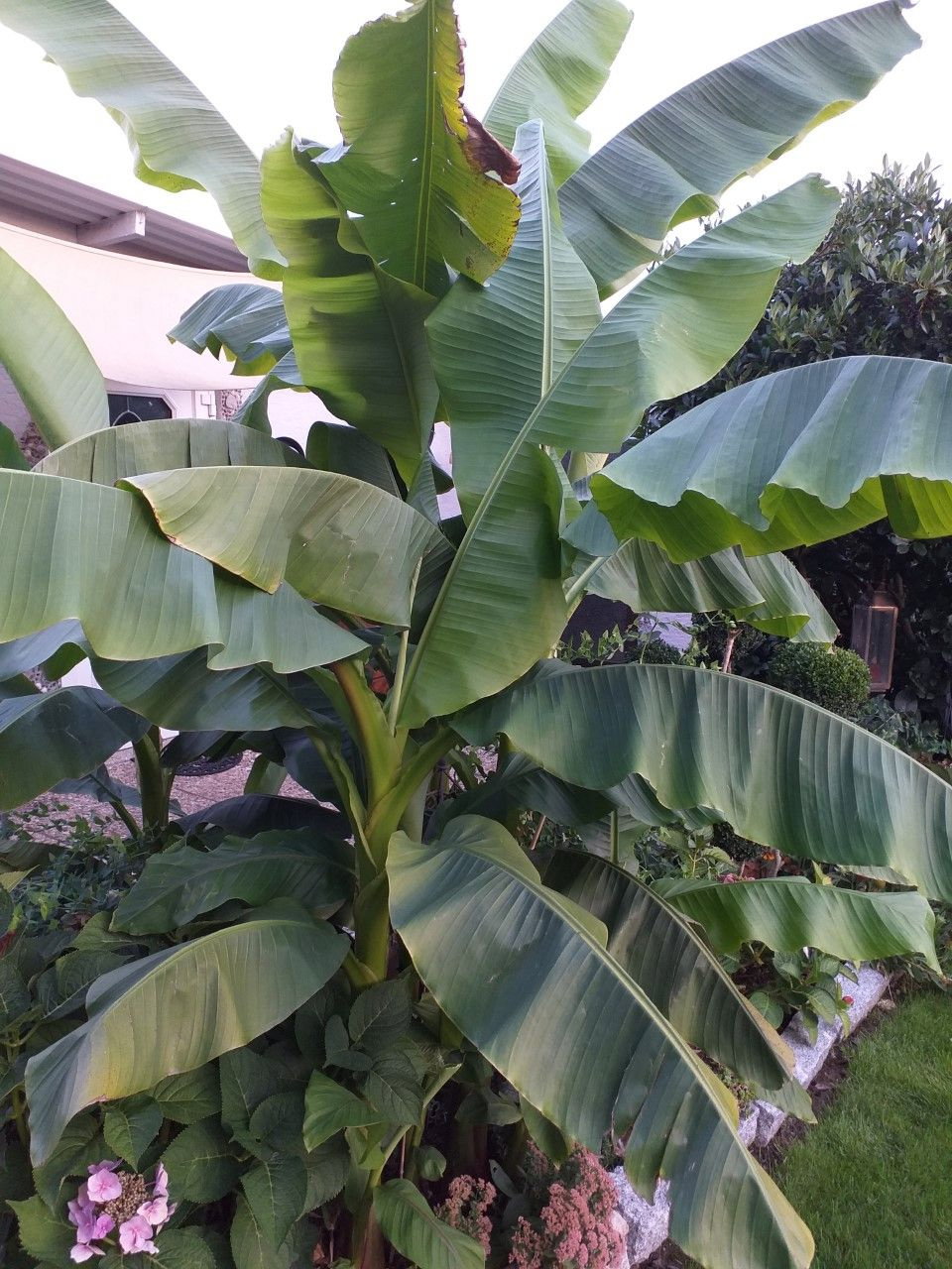 Bio Banane winterhart - Blu Musa basjoo gnstig kaufen