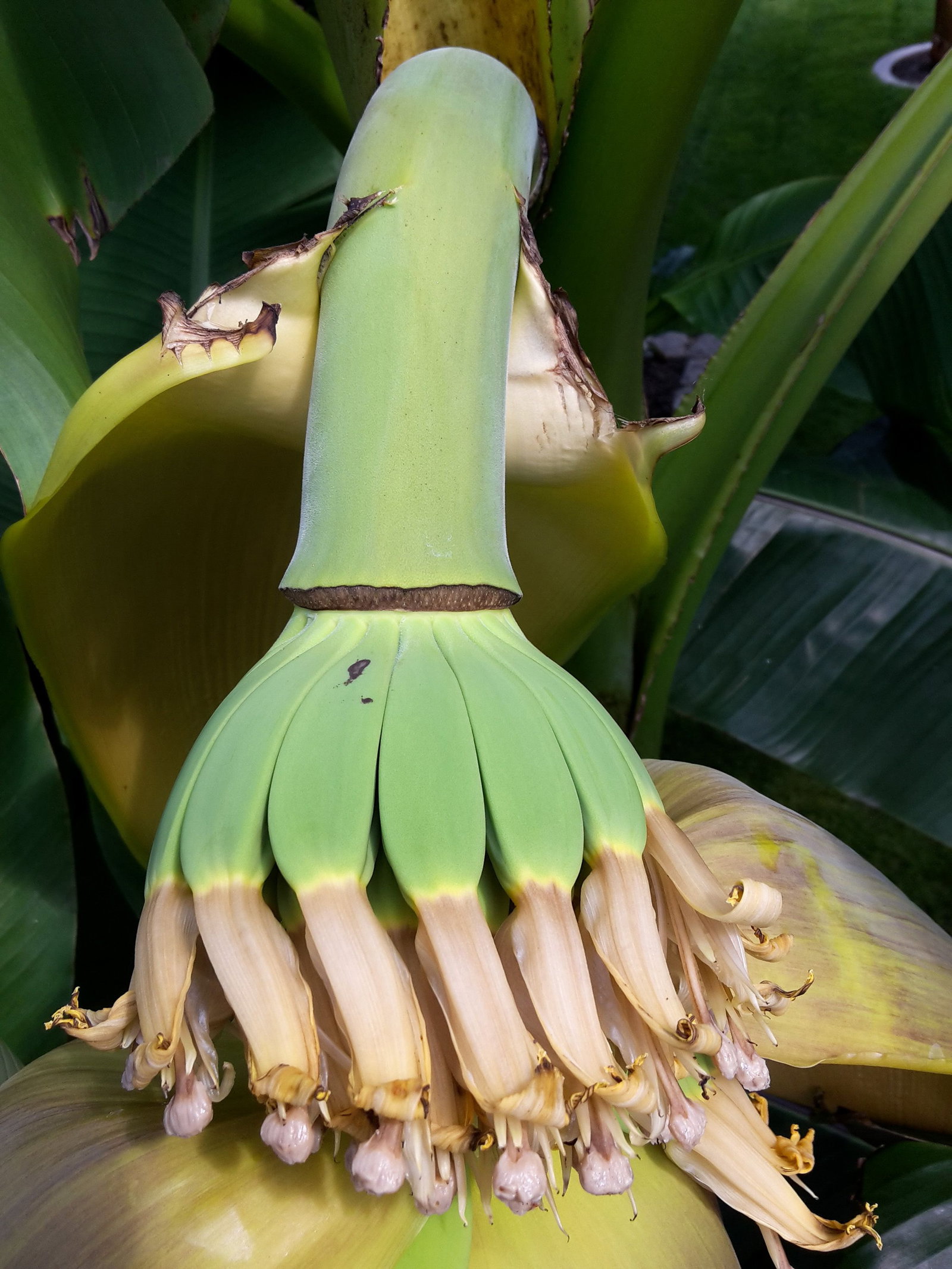 Bio Banane winterhart - Blu Musa basjoo gnstig kaufen