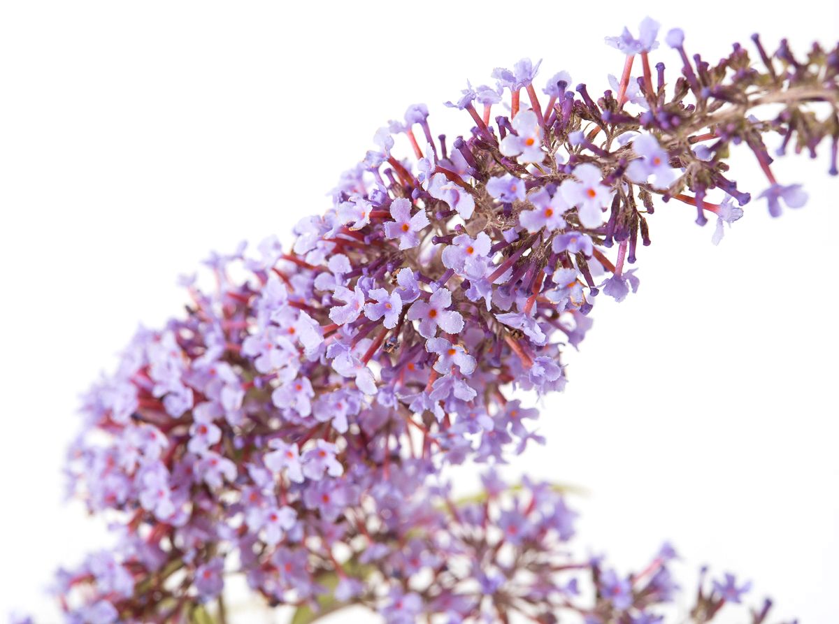 Sommerflieder Wisteria Lane - Buddleja davidii Wisteria Lane gnstig kaufen
