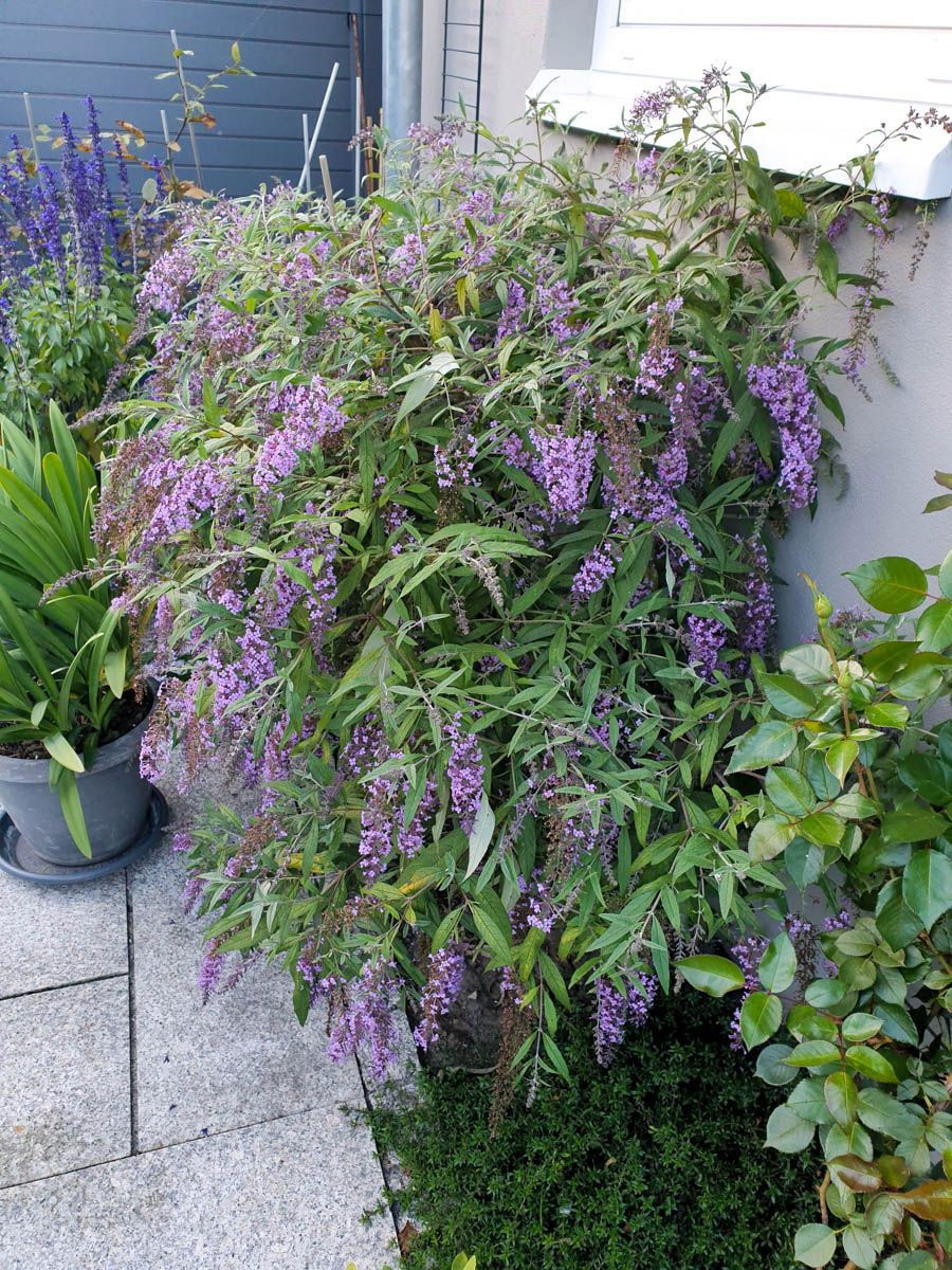 Sommerflieder Wisteria Lane Buddleja davidii Wisteria Lane günstig kaufen