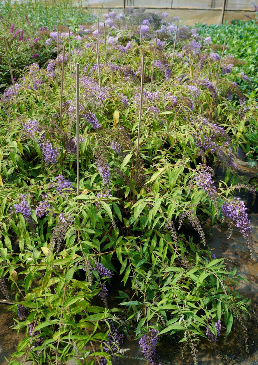 Sommerflieder Wisteria Lane Buddleja davidii Wisteria Lane günstig kaufen