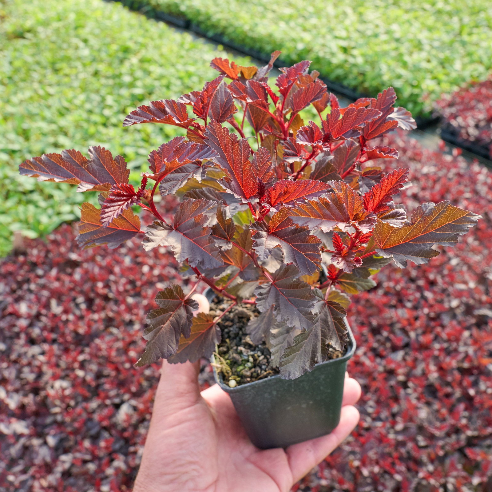 Blasenspiere All Black Physocarpus opulifolius All Black günstig kaufen