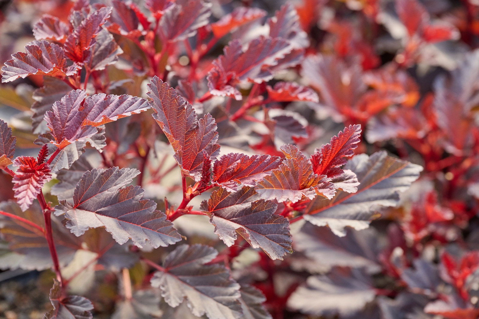 Blasenspiere All Black Physocarpus opulifolius All Black günstig kaufen