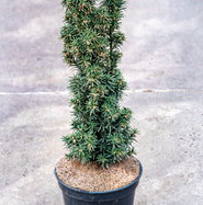Eibe Goldener Zwerg - Taxus baccata Goldener Zwerg gnstig kaufen