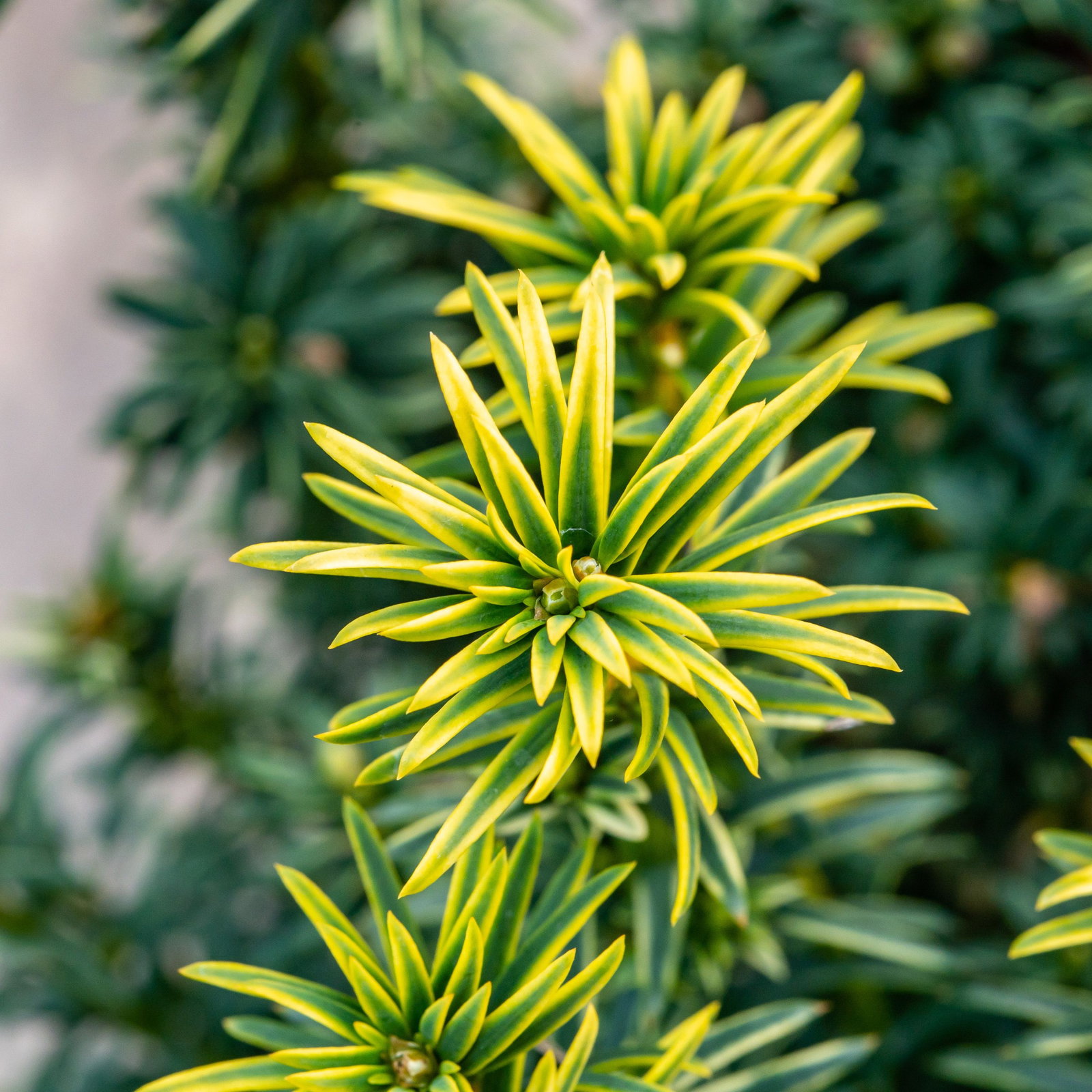 Eibe Goldener Zwerg - Taxus baccata Goldener Zwerg gnstig kaufen