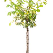 Silberulme Variegata - Ulmus minor Variegata gnstig kaufen