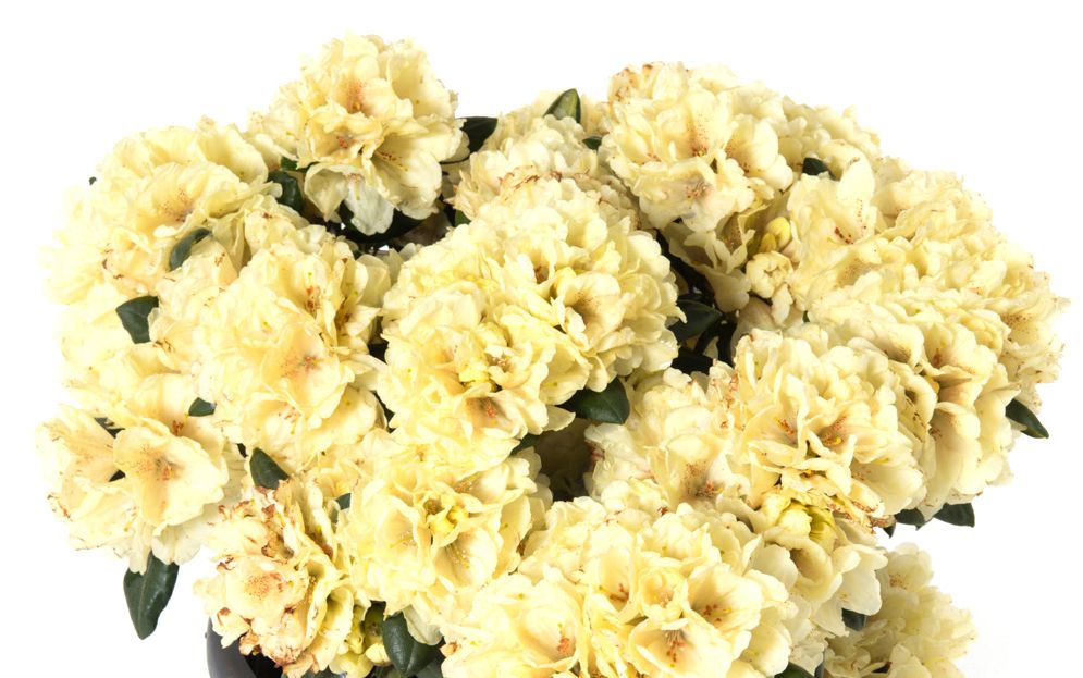Rhododendron Centennial Gold  - Rhododendron yakushimanum Centennial Gold  gnstig kaufen