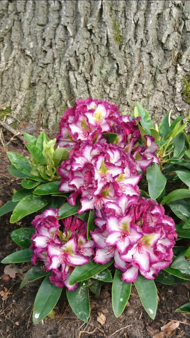 rhododendron blue wonder Rhododendron Blue Baron 1gal – Cornell Farm main image 0