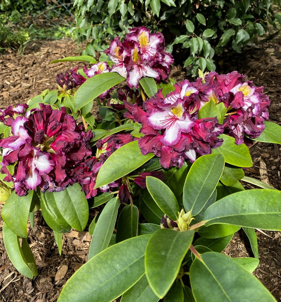 Rhododendron Pushy Purple HAPPYdendron - Rhododendron Pushy Purple  HAPPYdendron gnstig kaufen
