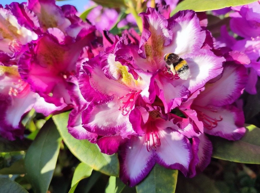 Rhododendron Pushy Purple HAPPYdendron - Rhododendron Pushy Purple  HAPPYdendron gnstig kaufen