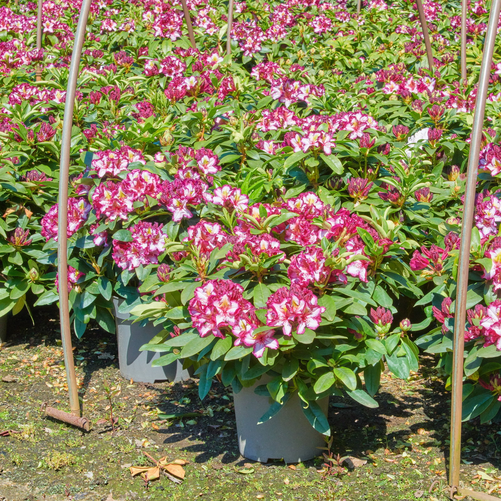 Rhododendron Pushy Purple HAPPYdendron - Rhododendron Pushy Purple  HAPPYdendron gnstig kaufen