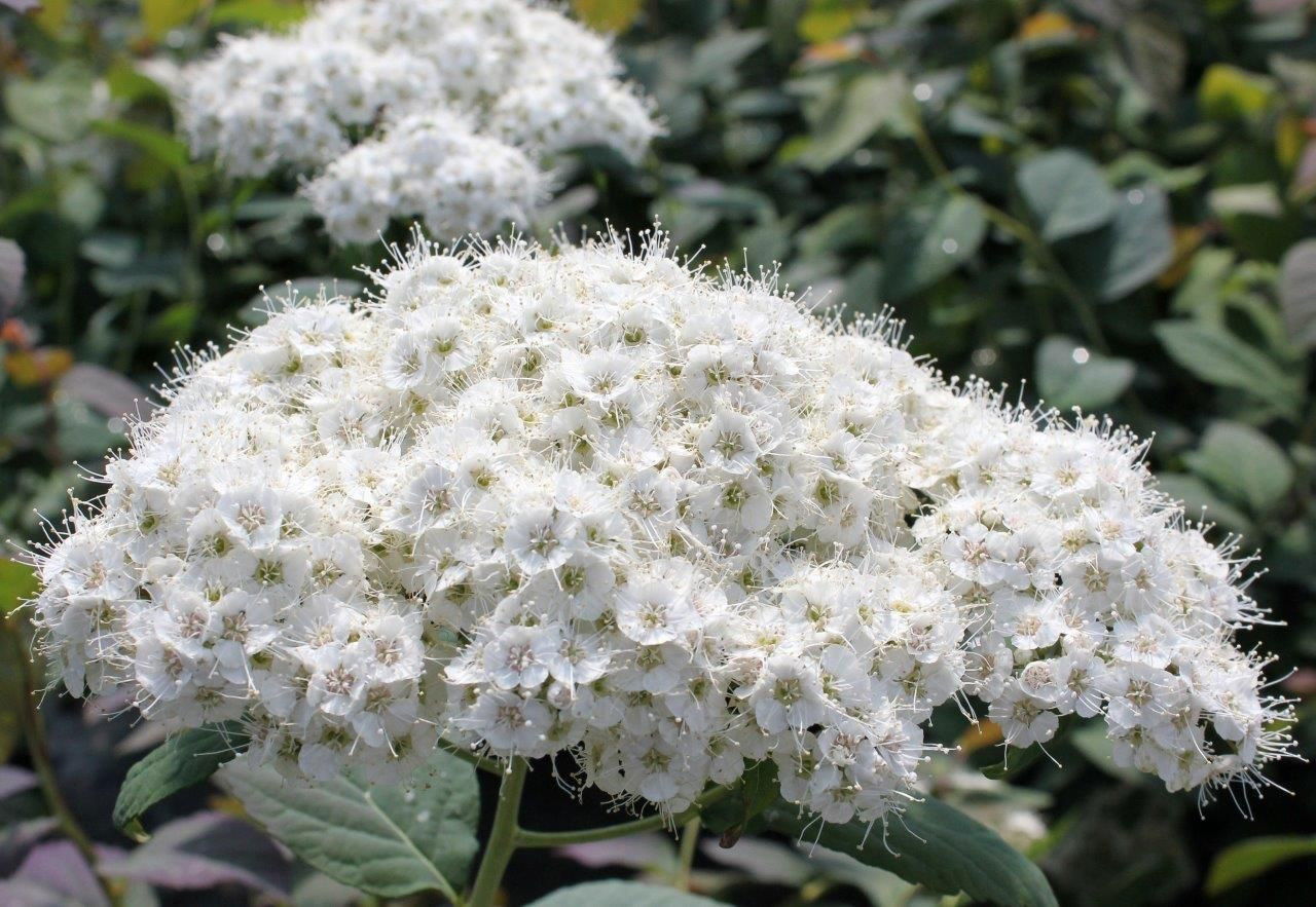 Sommerspiere Double Play Blue Kazoo Spiraea japonica Double Play Blue