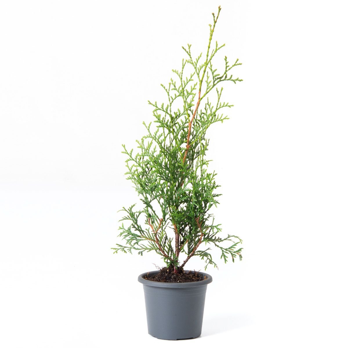 Lebensbaum King of Brabant - Thuja occidentalis King of Brabant gnstig  kaufen