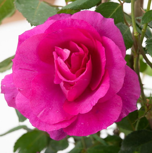 Bluebell Roses Rose Bluebell - Rosa Bluebell günstig kaufen
