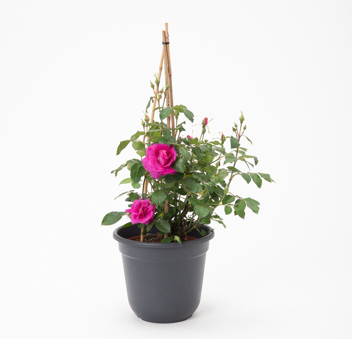 Rose Bluebell - Rosa Bluebell günstig kaufen