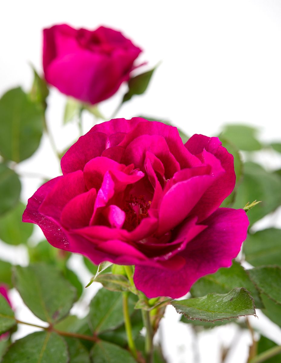 Rose Bluebell - Rosa Bluebell günstig kaufen