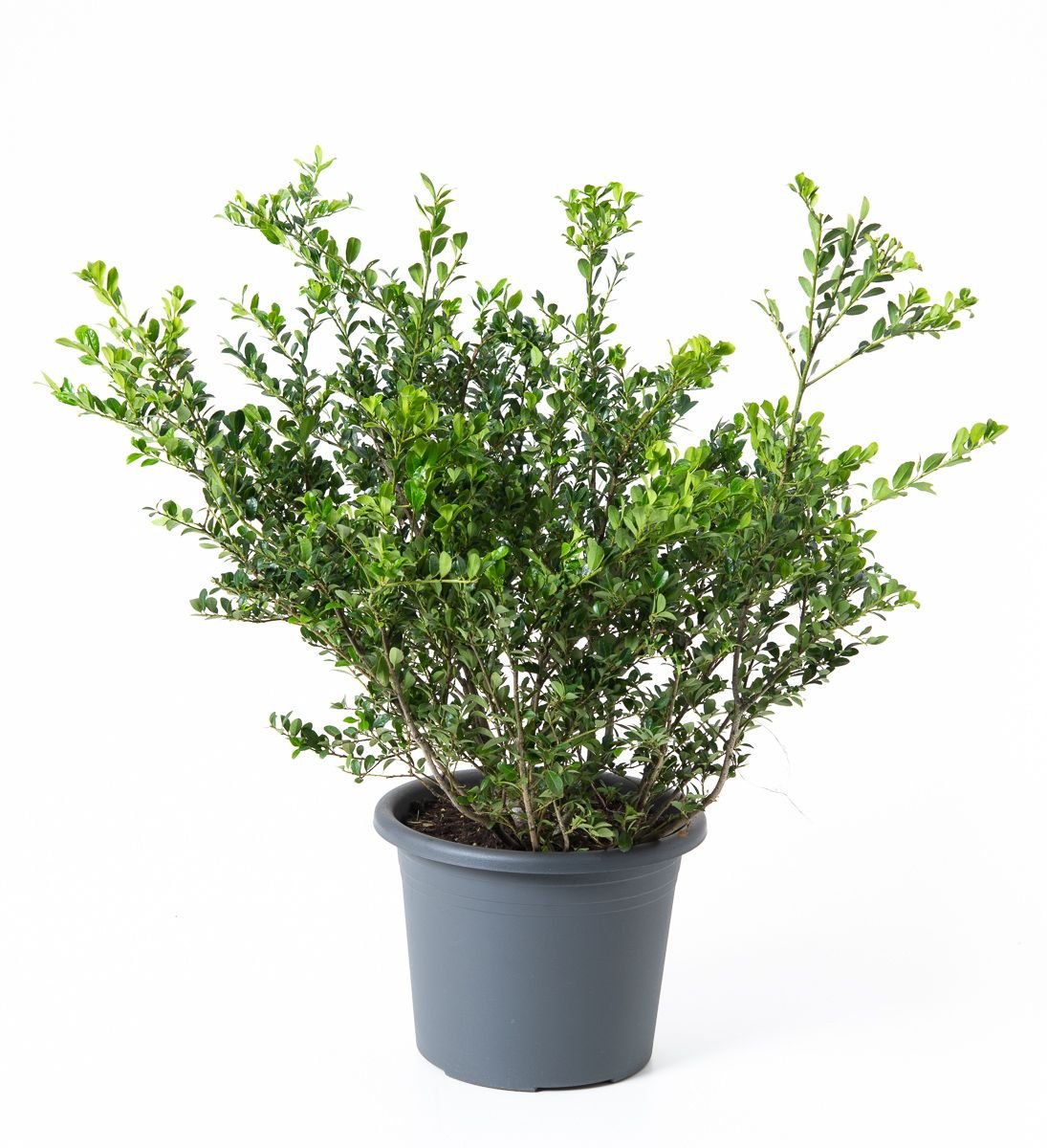 Ilex Dortmund - Ilex crenata Typ Dortmund gnstig kaufen