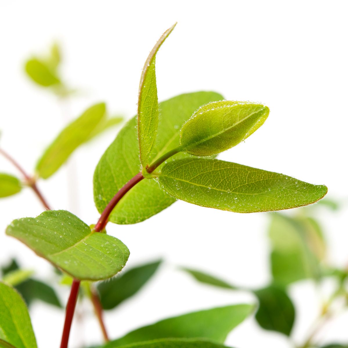Heckenkirsche Amur - Lonicera caerulea var. kamtschatica Amur gnstig kaufen