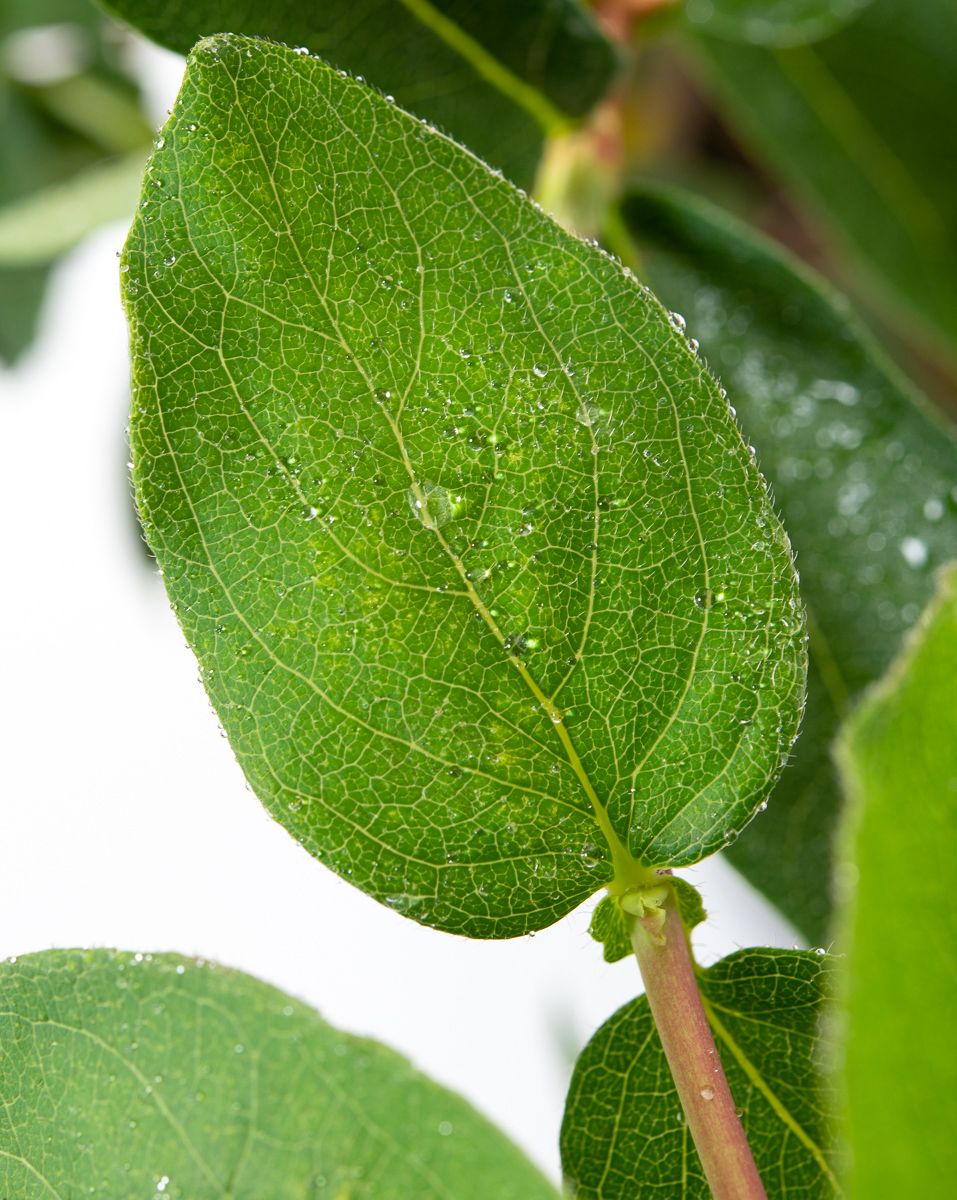 Heckenkirsche Amur - Lonicera caerulea var. kamtschatica Amur gnstig kaufen