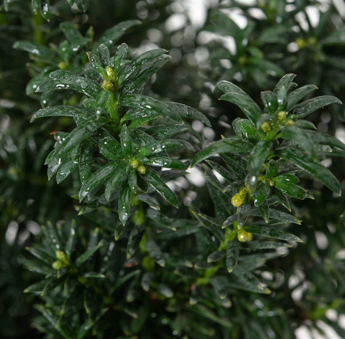 Eibe Anna - Taxus baccata Anna gnstig kaufen