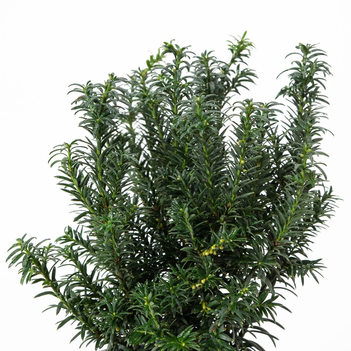 Eibe Anna - Taxus baccata Anna gnstig kaufen
