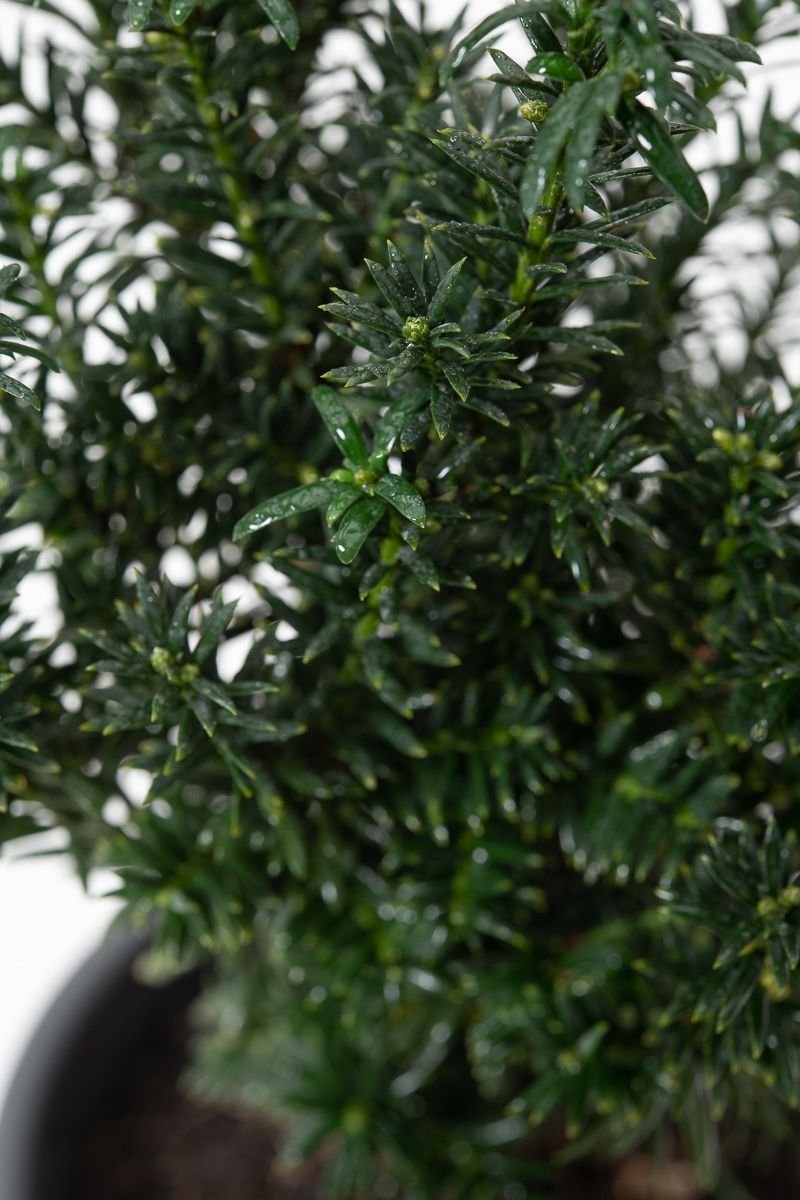 Eibe Anna - Taxus baccata Anna gnstig kaufen