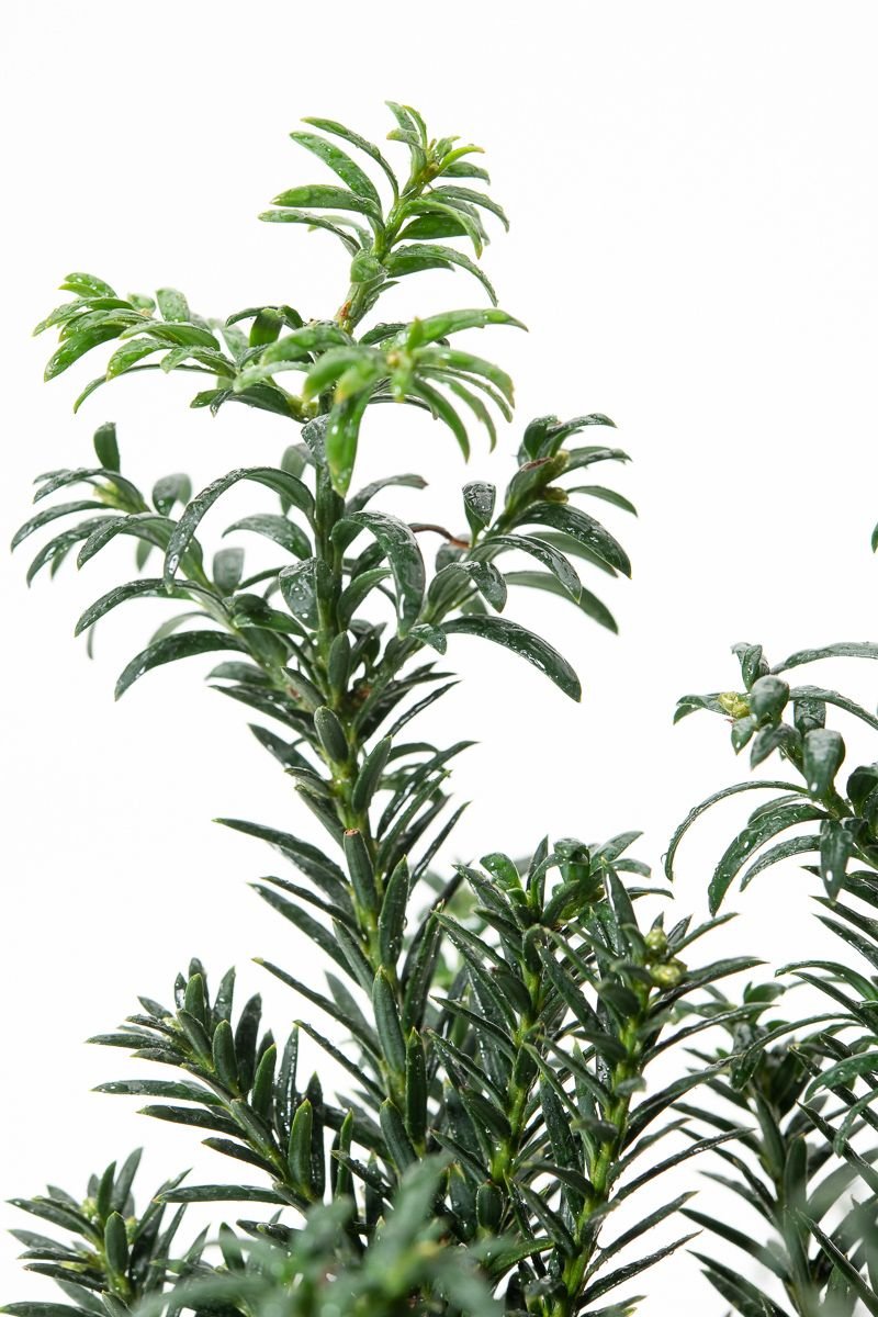 Eibe Anna - Taxus baccata Anna gnstig kaufen
