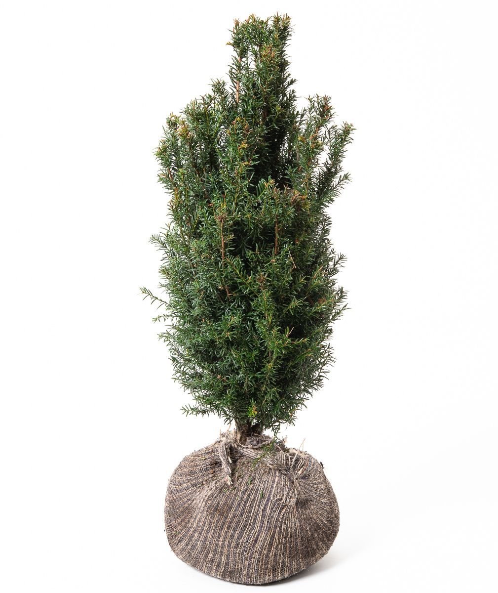 Eibe Typ Enno Hinrichs - Taxus baccata Typ Enno Hinrichs gnstig kaufen