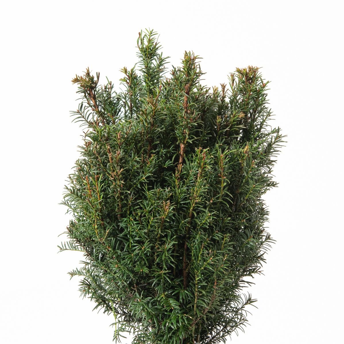 Eibe Typ Enno Hinrichs - Taxus baccata Typ Enno Hinrichs gnstig kaufen