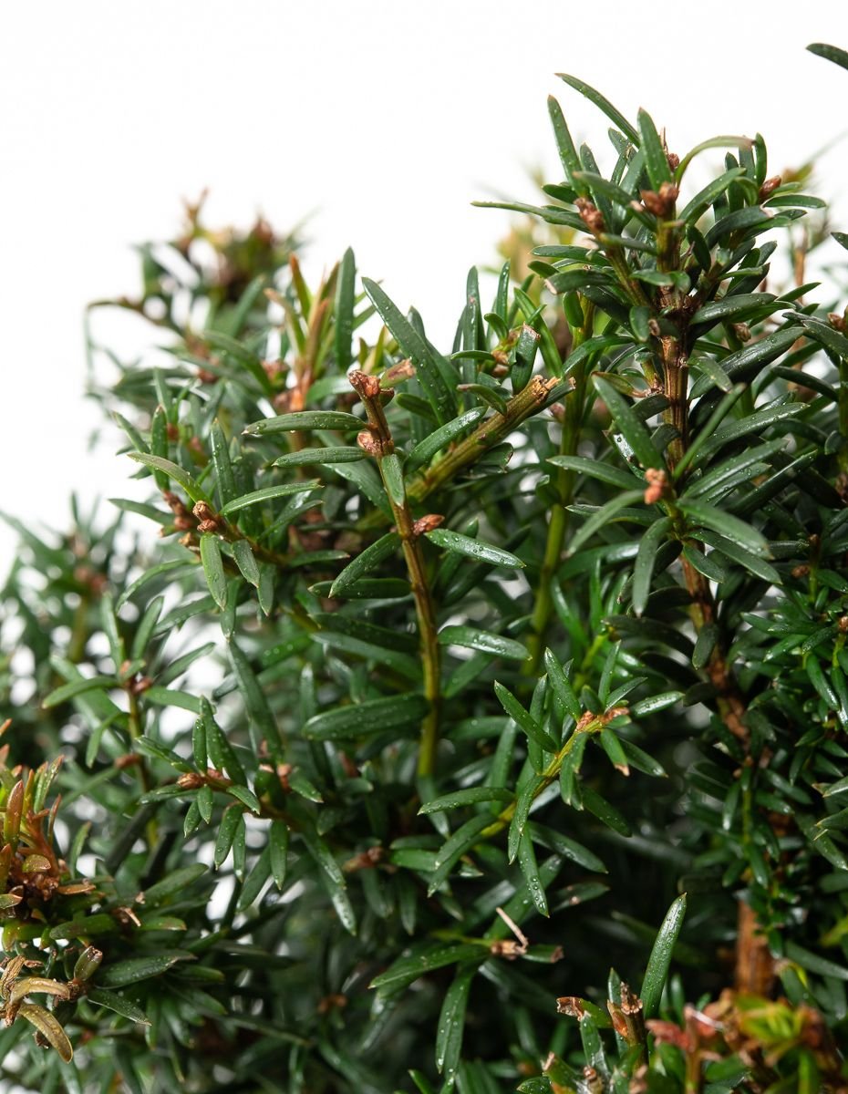 fargesia rufa pflanzen Bambus Fargesia rufa nicht ausbreitend immergrn 80cm 23cm fr Garten