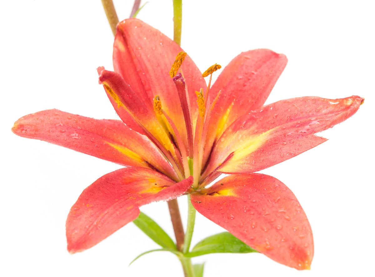 Asiatische Lilie Forever Linda Kiepenkerl Lilium x Hybrida günstig kaufen