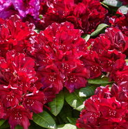 Rhododendron Black Widow - Rhododendron hybride Black Widow gnstig kaufen