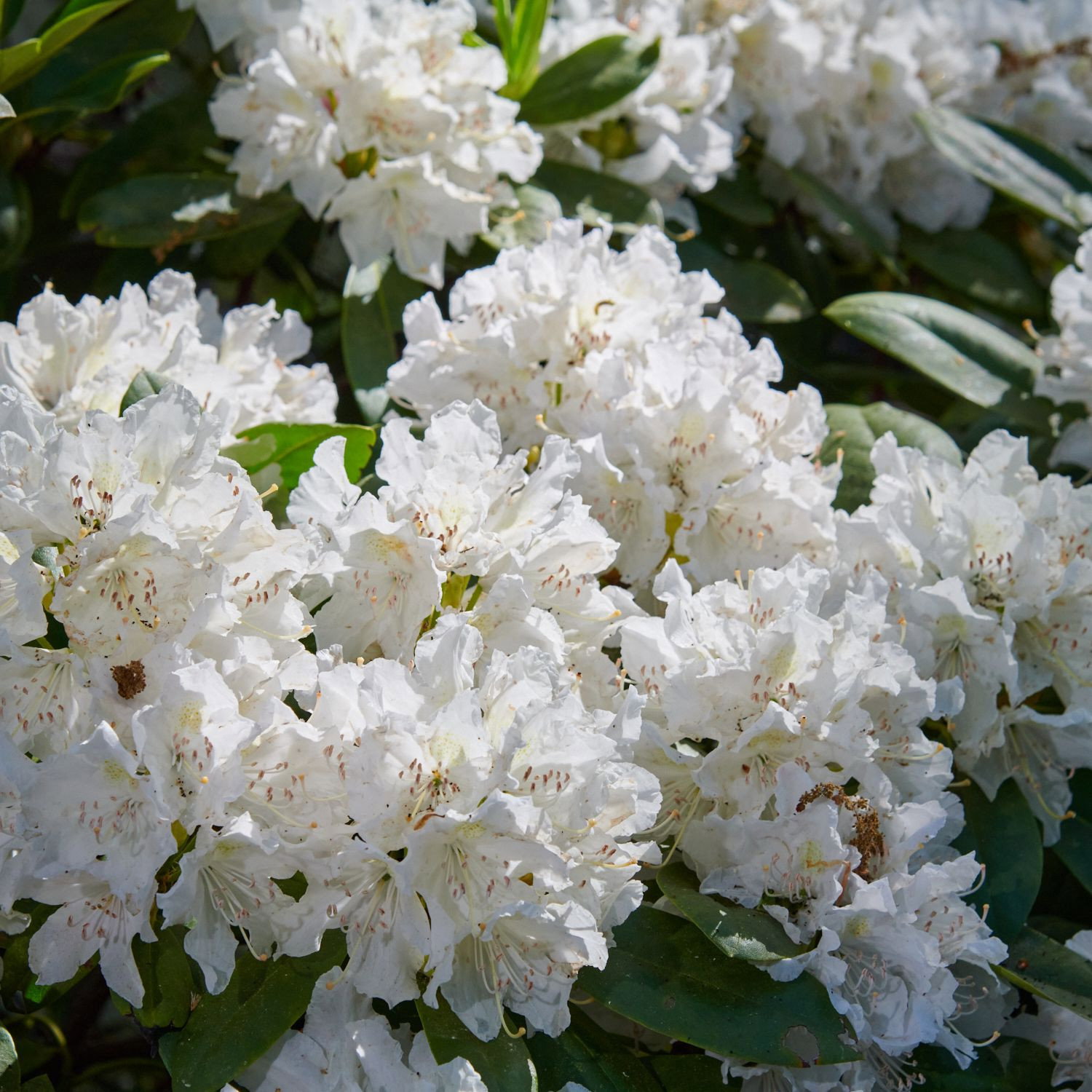 Rhododendron Boule de Neige - Rhododendron Hybride Boule de Neige gnstig  kaufen