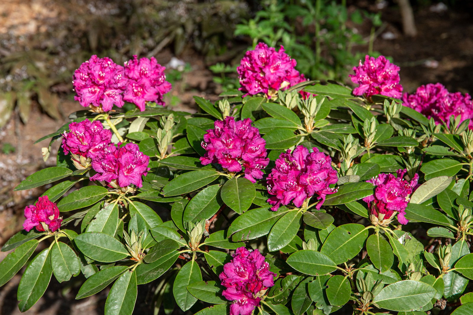 rhododendron stamm Rhododendron 'English Roseum' Mehrstämmig / Strauch main image 0