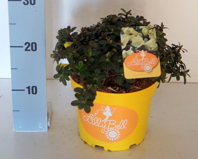 thuja bewässerungsschlauch BJ Tropfschlauch Set für Beete, Hecken & Baumreihen – BJ Aqua main image 1