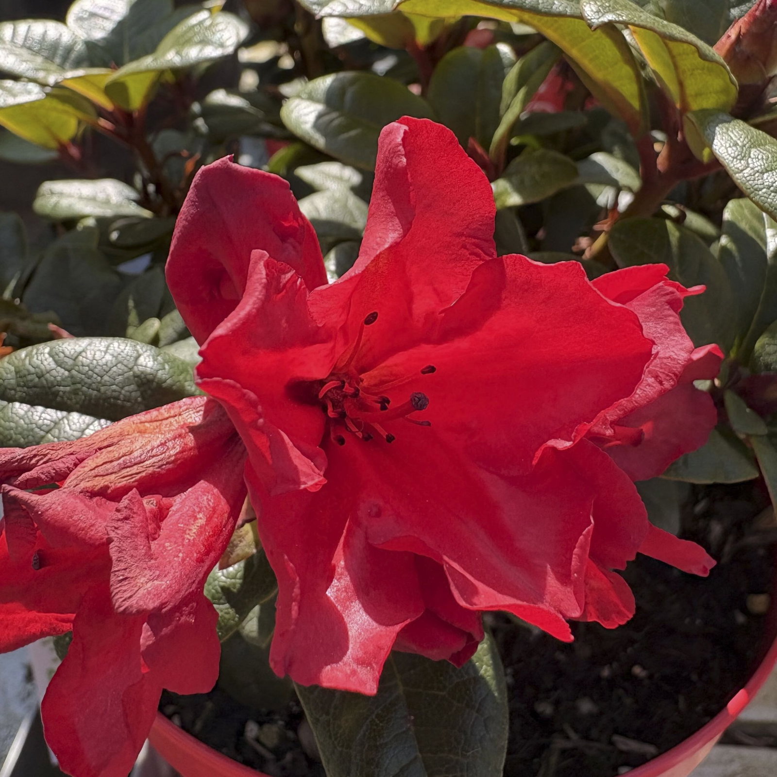 Rhododendron Lilly Bell Love - Rhododendron repens Lilly Bell Love gnstig  kaufen