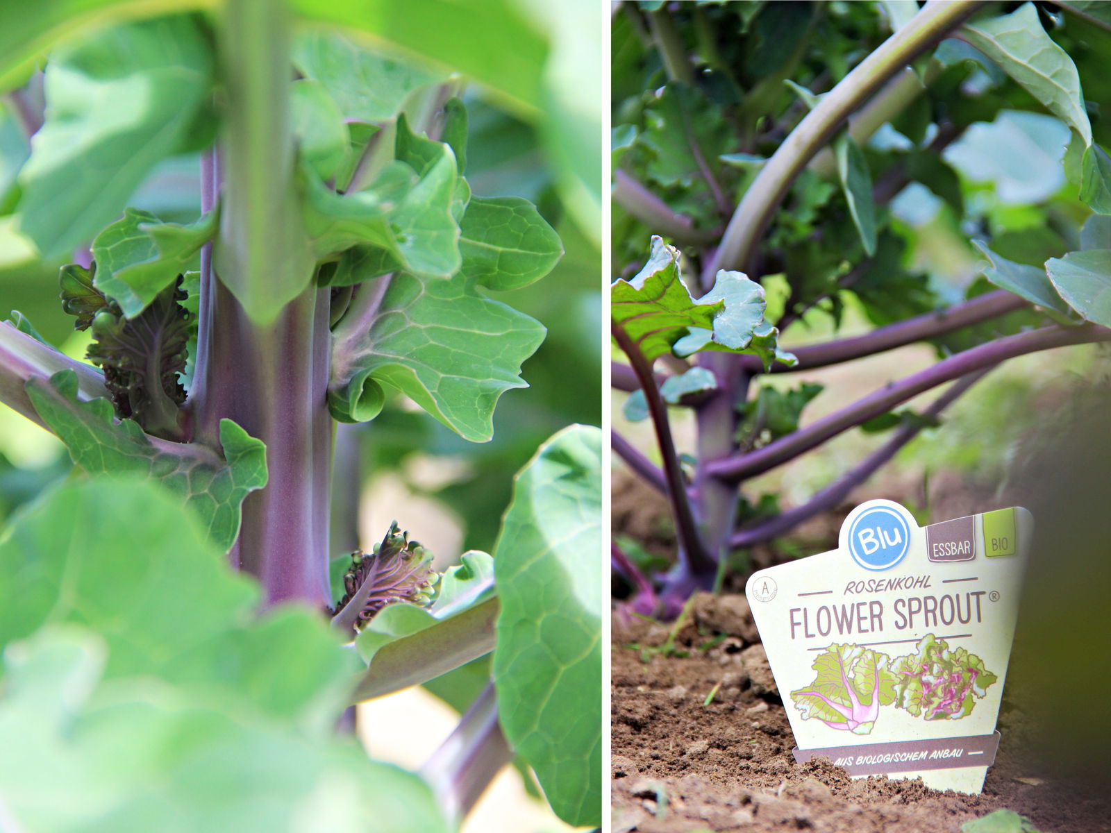 Bio Rosenkohl Flower Sprout Blu Brassica oleracea Gemmifera günstig